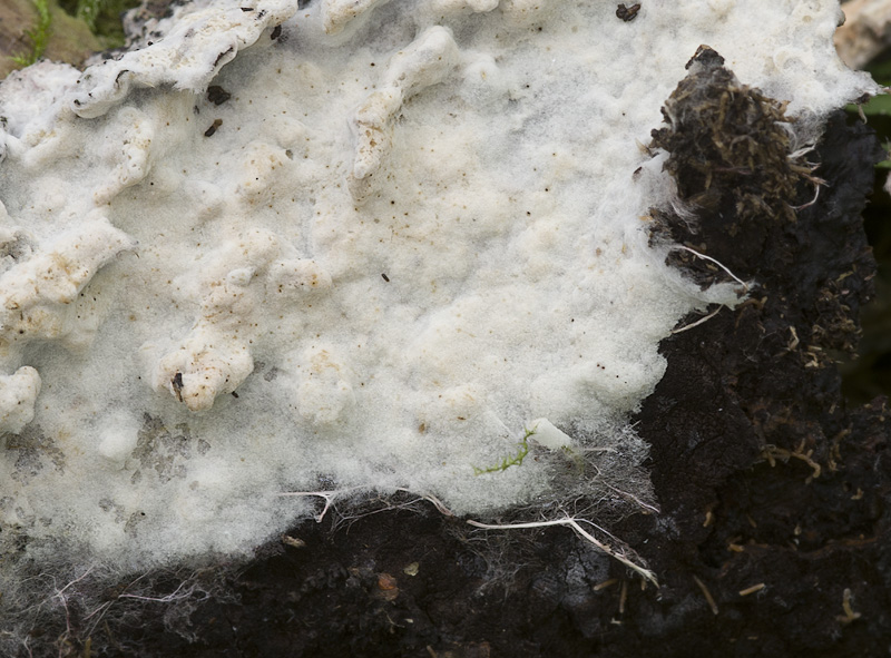 Tomentellopsis echinospora